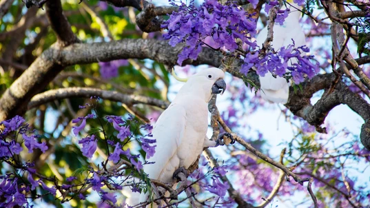 Sulphur-crested cockatoo sitting on a beautiful blooming jacaranda tree. Australian wildlife