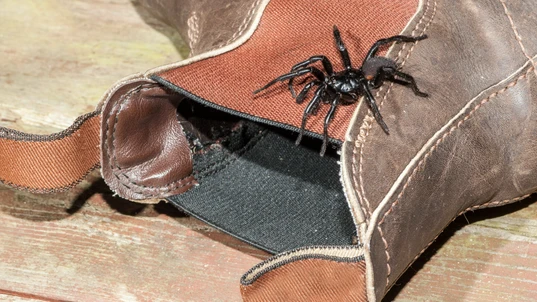 Sydney funnel web spider on boot