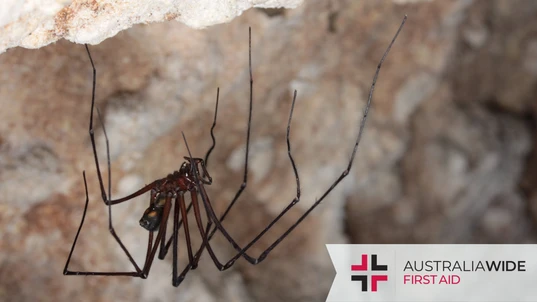 A Tasmanian cave spider hanging upside down in a cave