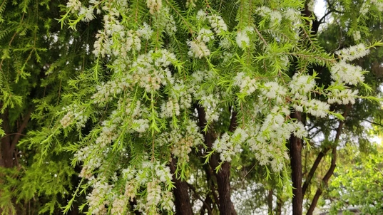Melaleuca alternifolia (tea tree) leaves and flowers on tree in the park