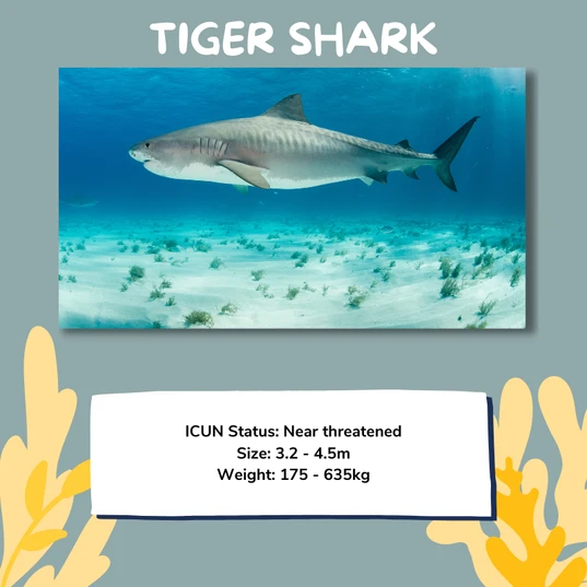 Tiger shark facts
