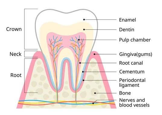 tooth structure