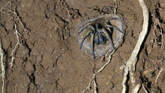 Trapdoor Spider Sitting at Entrance of Mud Burrow 