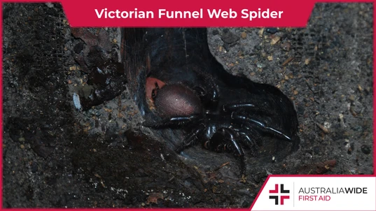 Victorian Funnel Web Spider