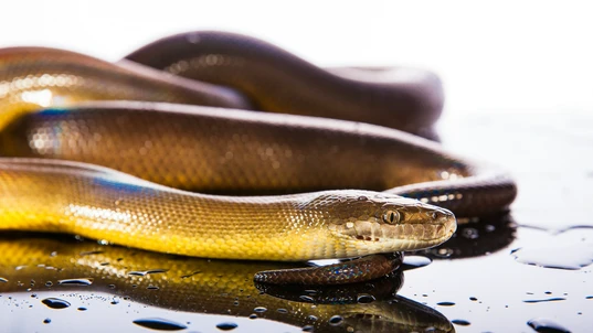Water python sitting on wet surface