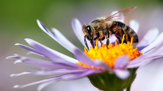 Western Honeybee