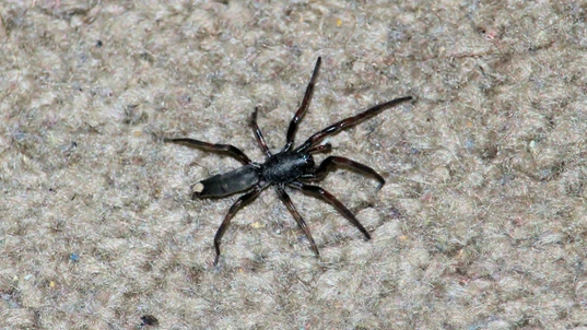 White -tailed Spider on Carpet