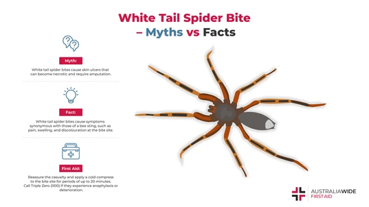 Myth vs Facts about White tail spider bite