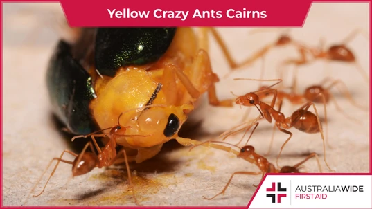 Yellow crazy ants feeding on an insect