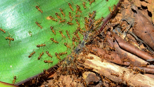 Yellow crazy ants swarming a caterpillar