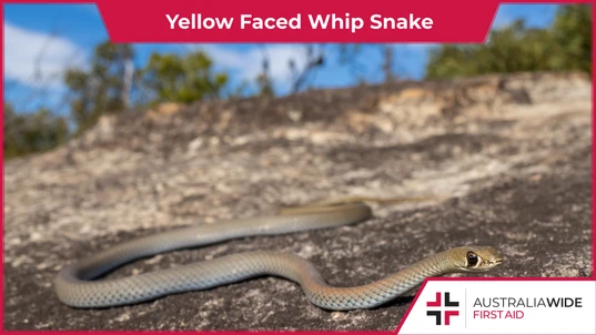 A small grey-brown snake slithering along a rock