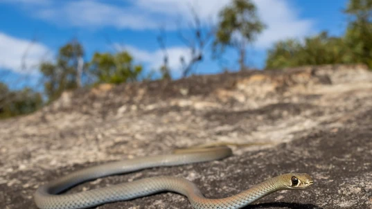 Yellow-faced whip snake